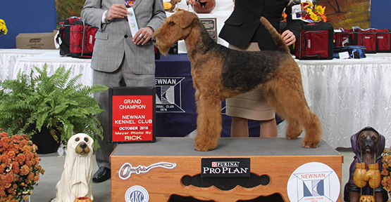 Dixie Airedale