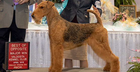 CH Bajanaire Airerun Sound the Trumpet Airedale Terrier