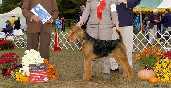 Jake Airedale