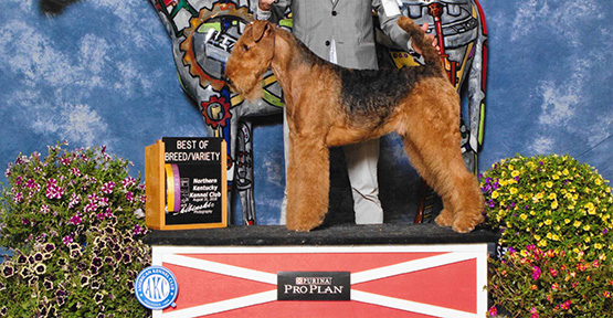 CH Bajanaire Niklaus The Original Airedale Terrier