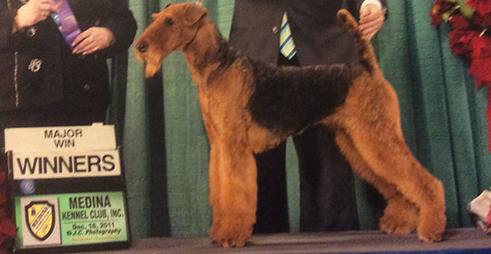 Mercedes Airedale