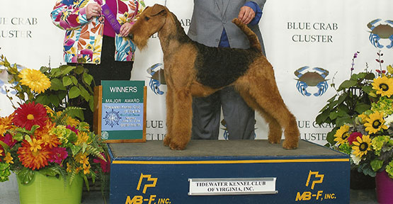 Bentley Airedale